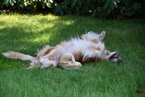 Fotosammlung: ,,Der natürliche Hund" Unbearbeitet, ungestellt und in Natura-Beitrag-Bild