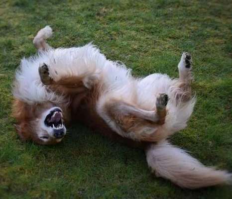 Dogorama Photo Challenge - Wälzen-Beitrag-Bild