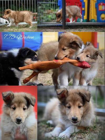 Collies gesucht-Beitrag-Bild