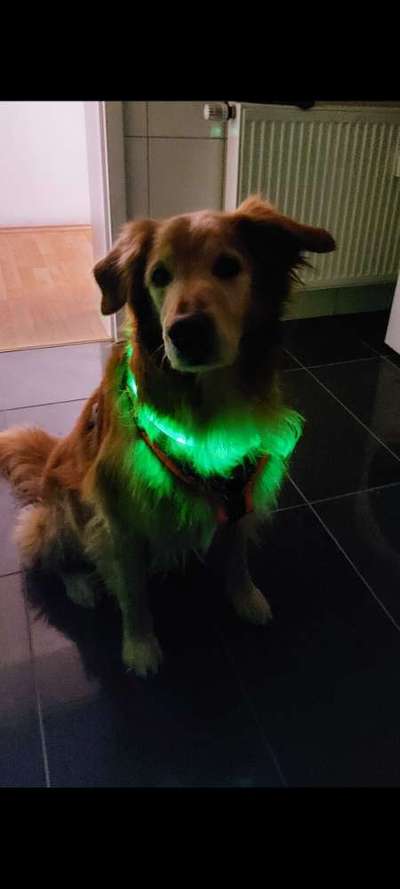 Beleuchtung im Herbst?-Beitrag-Bild