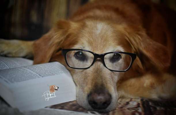 Foto's und Hundemodels-Beitrag-Bild