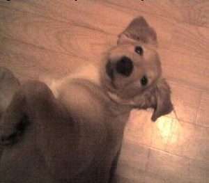 Das erste Bild eures Hundes-Beitrag-Bild