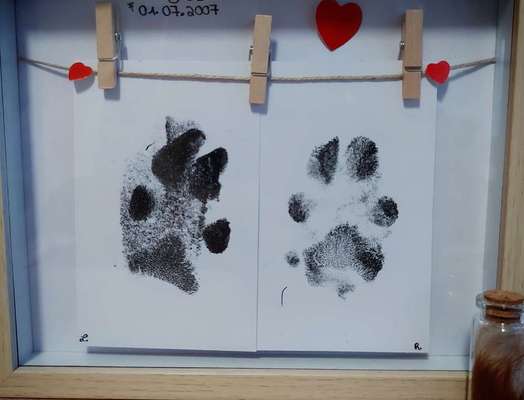 Erfahrung mit älteren Hunden-Beitrag-Bild