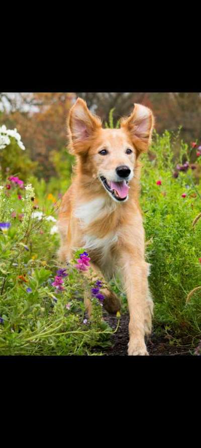 Fotochallange 63: "Dein blühendes Hündchen"-Beitrag-Bild