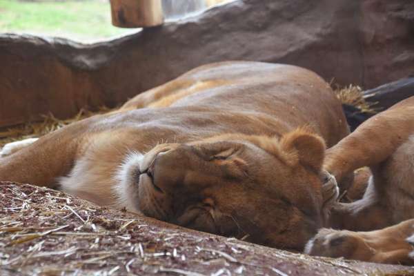 Die wunderschöne Welt mit Hund.-Beitrag-Bild