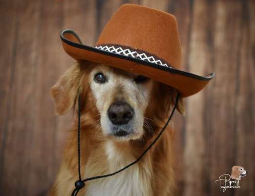 Foto's und Hundemodels-Beitrag-Bild