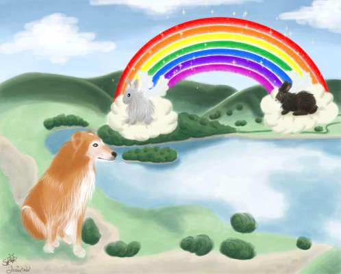 Erfahrung mit älteren Hunden-Beitrag-Bild