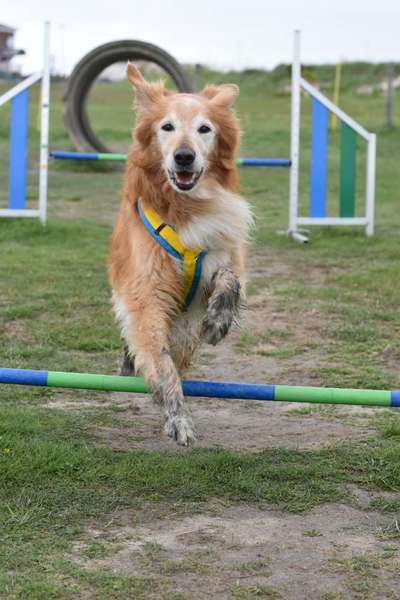 Collies gesucht-Beitrag-Bild