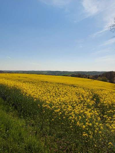 Die wunderschöne Welt mit Hund.-Beitrag-Bild
