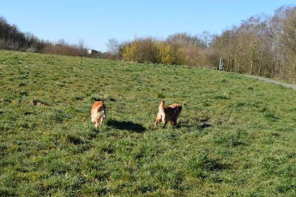 Hundeauslaufgebiet-Am Hammerstein-Bild