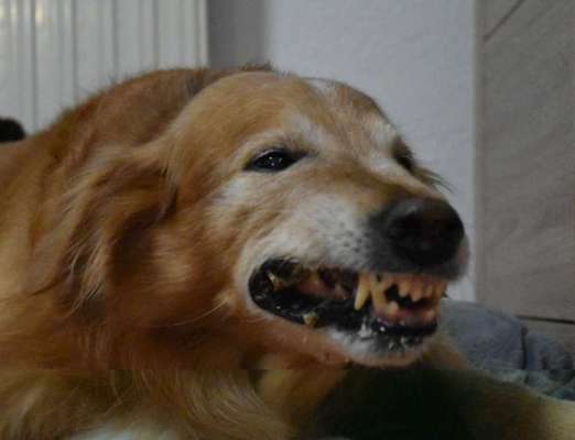 FOTOCHALLENGE - Nr. 74 Ugly Dog: Zeige das schlimmste Foto von deinem Hund-Beitrag-Bild