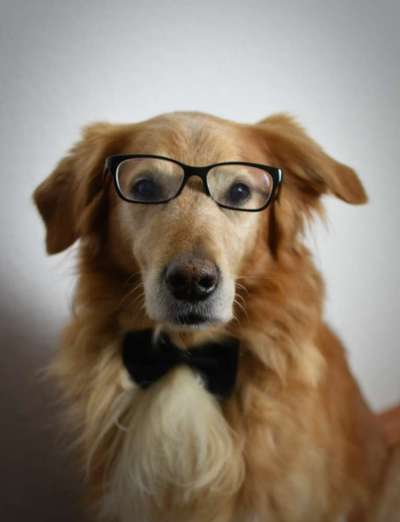 Dogorama Photo Challenge - Tre Chic!-Beitrag-Bild