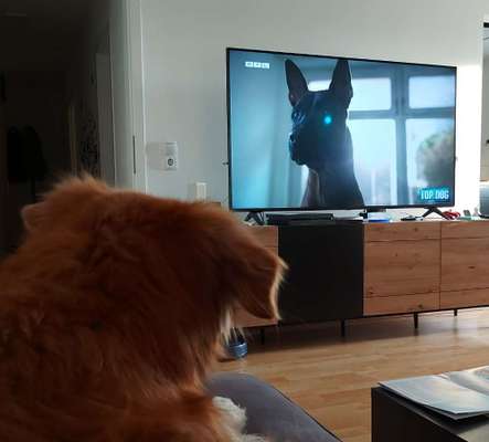 Top Dog-der Live Ticker Thread-Beitrag-Bild