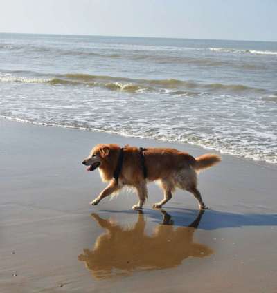 Collies gesucht-Beitrag-Bild