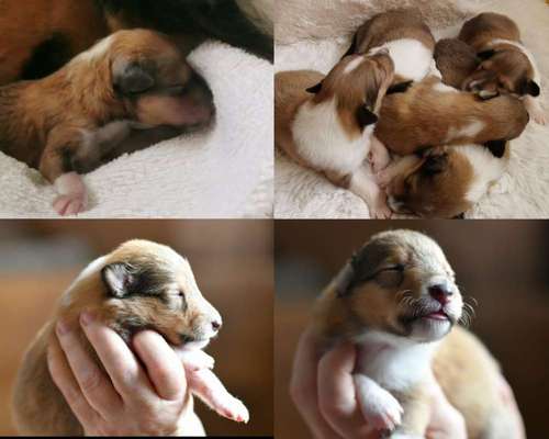 Collies gesucht-Beitrag-Bild