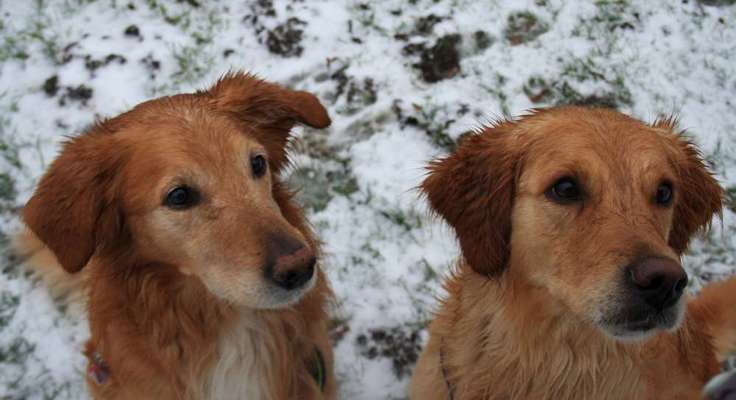 Bester Freund, Hundekumpel - zeigt her!-Beitrag-Bild
