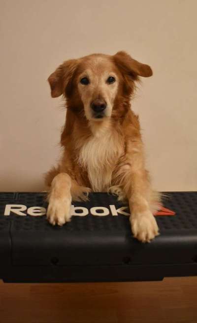 Wo sind die Golden Retriever Liebhaber?-Beitrag-Bild