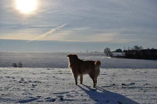 Schneehund-Beitrag-Bild