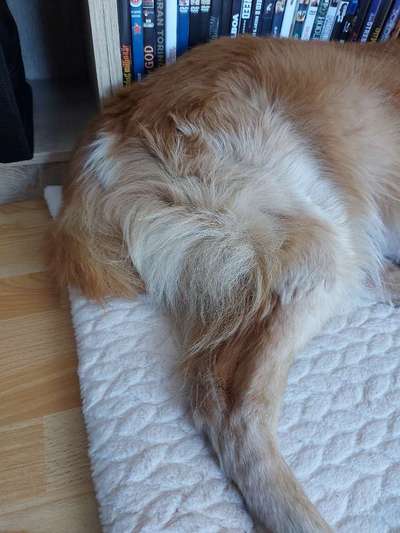 Erfahrung mit älteren Hunden-Beitrag-Bild