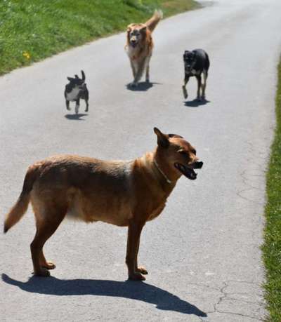 Alles rund um den Schäferhund, diskutieren erwünscht.-Beitrag-Bild