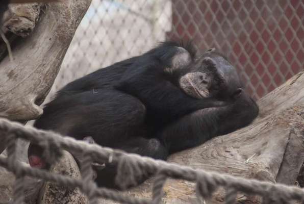 Die wunderschöne Welt mit Hund.-Beitrag-Bild