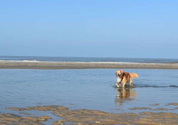 Urlaub mit Hunden-Beitrag-Bild