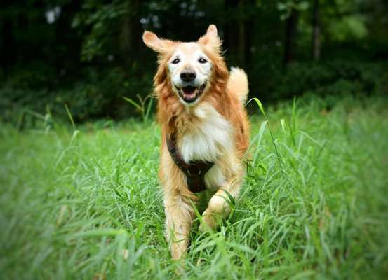 Fotosammlung: ,,Der natürliche Hund" Unbearbeitet, ungestellt und in Natura-Beitrag-Bild