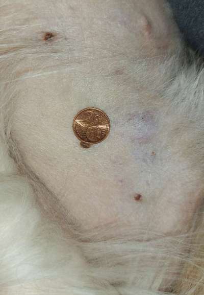 Erfahrung mit älteren Hunden-Beitrag-Bild