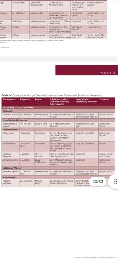 Rücksicht und die "Chemiekeule" beim Hund.-Beitrag-Bild
