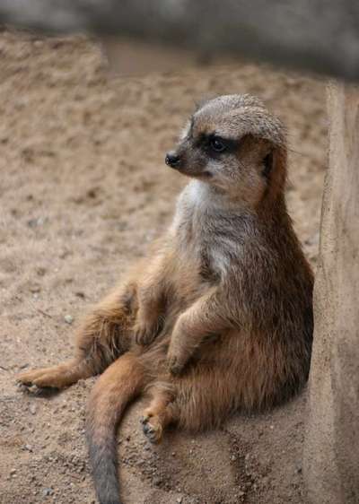 Die wunderschöne Welt mit Hund.-Beitrag-Bild