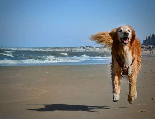 euer ältester Hund ?-Beitrag-Bild