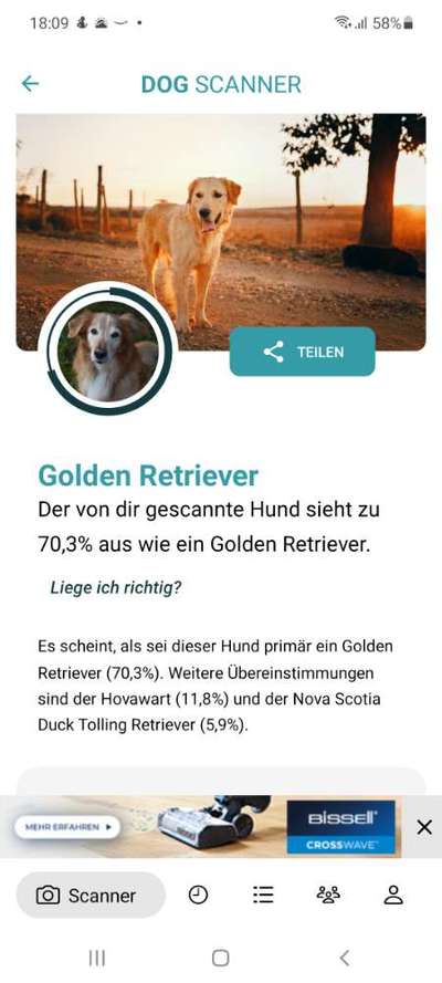 Hunderasse gesucht-Beitrag-Bild