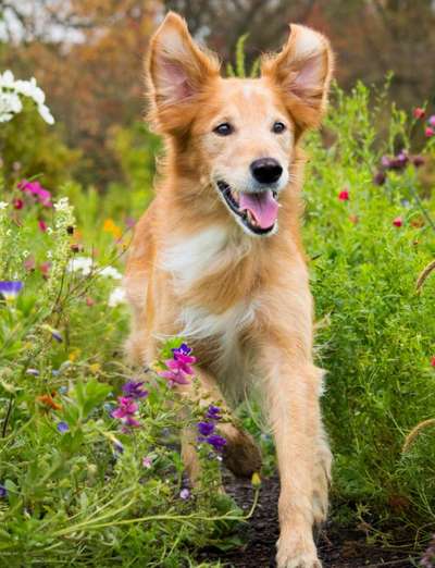 Fotochallenge 66 ~ Rennaction -Zeig deinen Hund im Lauf-Beitrag-Bild