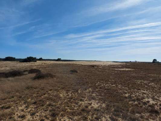 Die wunderschöne Welt mit Hund.-Beitrag-Bild