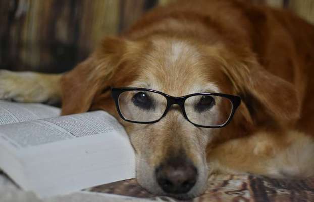 Fotografie / Hundefotografie-Beitrag-Bild