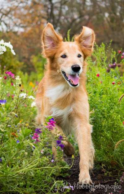 Mischlingshunde Foto Aufruf-Beitrag-Bild