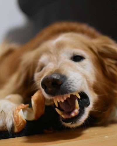 Fotochallenge Guten Appetit! Dein Hund beim futtern-Beitrag-Bild