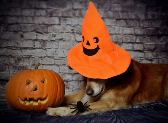 Dogorama Photo Challenge - Kürbis-Beitrag-Bild