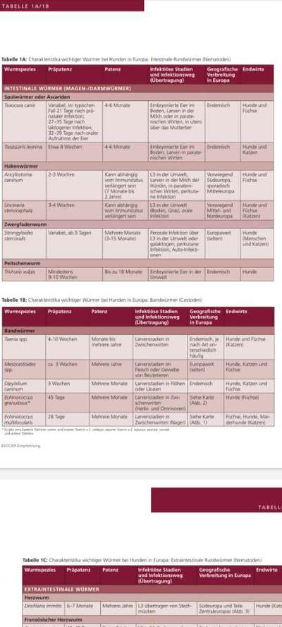 Rücksicht und die "Chemiekeule" beim Hund.-Beitrag-Bild