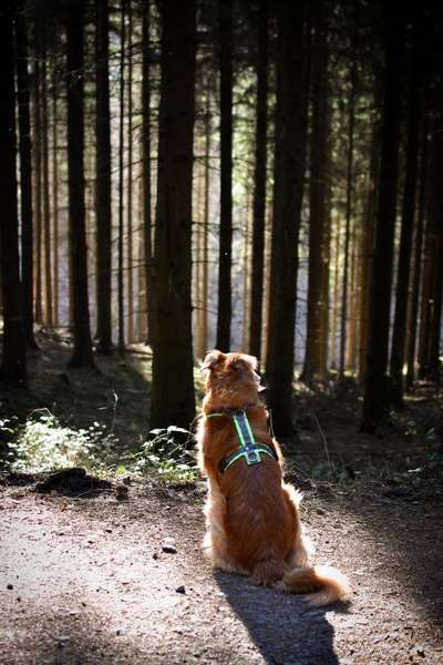 Wald Bild-Beitrag-Bild