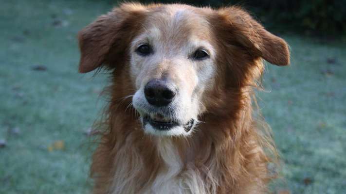 grumpy dog 😅-Beitrag-Bild