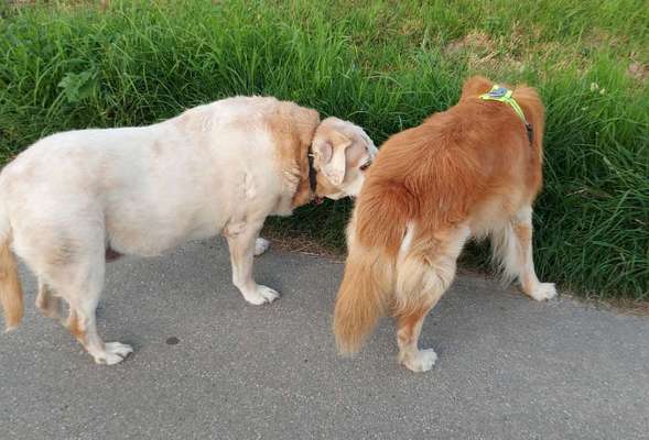 Alles rund um den Schäferhund, diskutieren erwünscht.-Beitrag-Bild