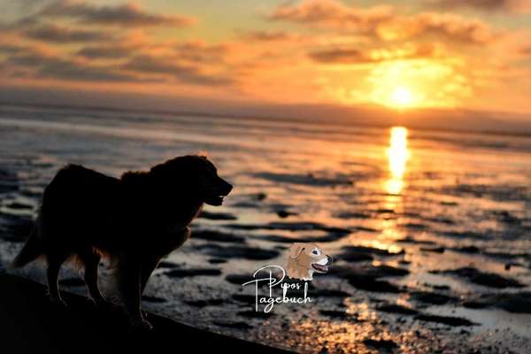 Foto's und Hundemodels-Beitrag-Bild