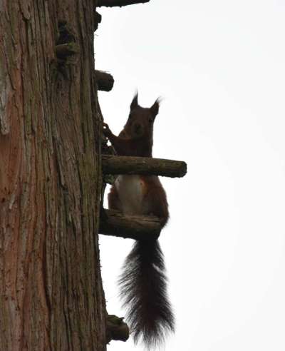 Die wunderschöne Welt mit Hund.-Beitrag-Bild