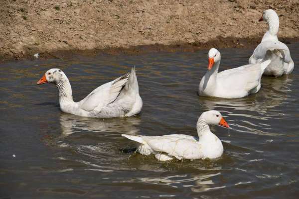 Die wunderschöne Welt mit Hund.-Beitrag-Bild