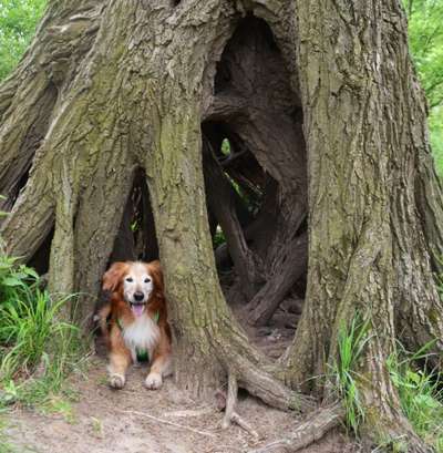 Dogorama Photo Challenge- Wurzeln-Beitrag-Bild