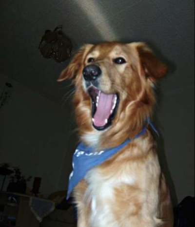 Dogorama Photo Challenge - Dein Hund beim Gähnen-Beitrag-Bild