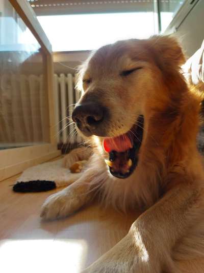 Erfahrung mit älteren Hunden-Beitrag-Bild