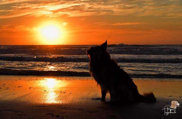 Die wunderschöne Welt mit Hund.-Beitrag-Bild