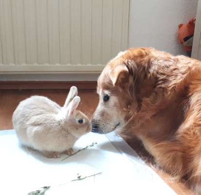 Dogorama Photo Challenge - Be my valentine-Beitrag-Bild